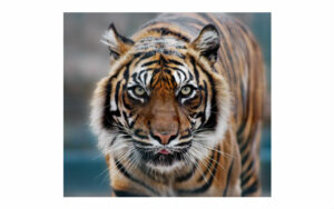 Tiger staring straight ahead