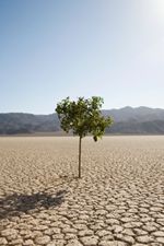 Resilience Training - Tree thriving in dry, cracked earth