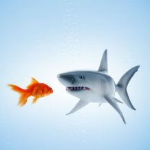 Bullying shark and timid goldfish