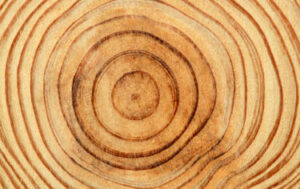 Tree age rings demonstrating experience