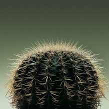Cactus from side - resembling the back of a person's head