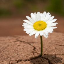 Resilience: Daisy thriving in cracked soil