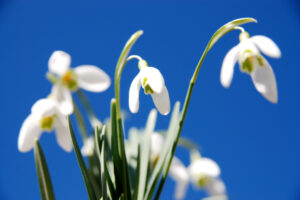 Snowdrops with blue sky in the background