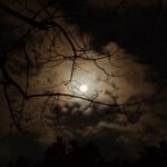 The silhouette of a tree branch under white cloudy skies during night time