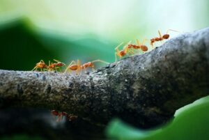 Five orange ants crawling along a wooden bough