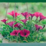 Hanging basket with deep pink flowers