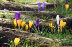 Some yellow, white and purple crocuses peeping through the grass between the roots of a tree