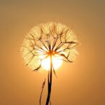 White dandelion flower against a setting sun