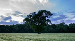 Green leafed tree surrounded by long grass in field with blue sky