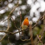 A robin sitting on branch of a tree singing during the daytime