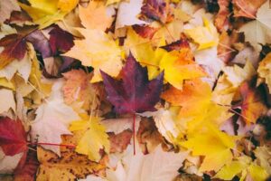 Autumn leaves for Autumn newsletter