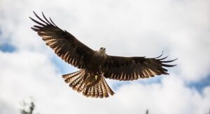 A hovering red kite - How would learning mindful techniques benefit my performance at work?