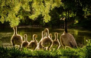 Spring 2021 newsletter intro photo of a goose with seven goslings at the edge of a river overhung by leafy green tree branches