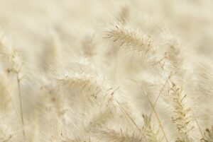 Hazy close up photo of light coloured grasses for Take 10 to settle and calm your mind