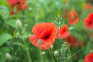 Poppies in bud and in bloom amongst green grasses in a summer garden