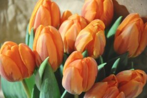 A bouquet of orange and yellow petalled tulips