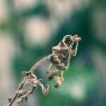 A withered flower and dried up plant stem