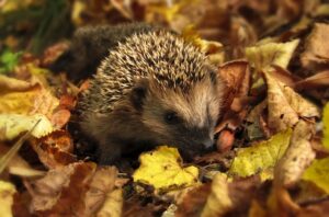 A brown and black hedgehog standing on autumnal coloured dry leaves