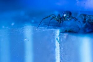 Photo of a false widow spider preying on a trapped moth for benefits mindfulness post