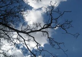 Photo taken from below of the bare branches of a tree against a cloudy blue sky