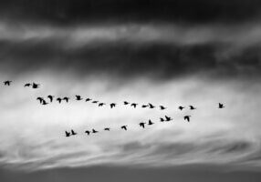 A photo of a group of birds migrating against a dark sky